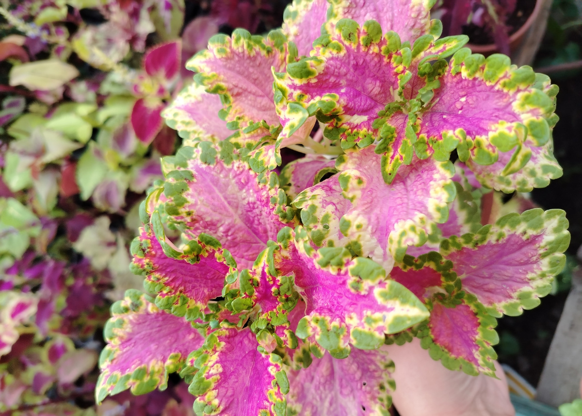 Ажур колеуса BY - Сериз