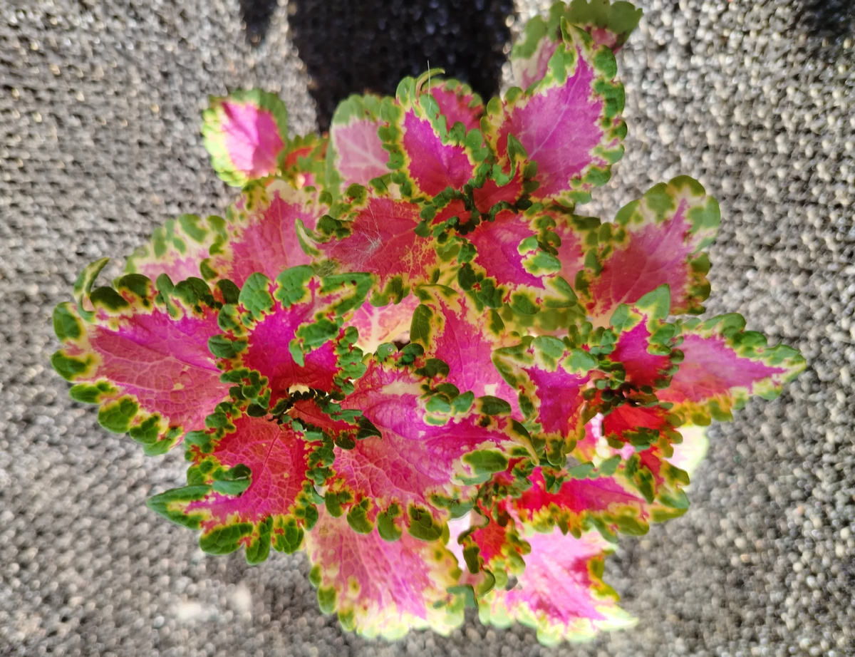 Оттенки сладкой жизни колеуса BY - Сериз