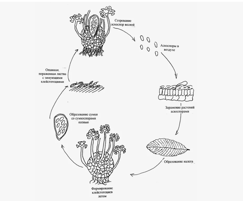 Сумка со сумкоспорами образуется осенью