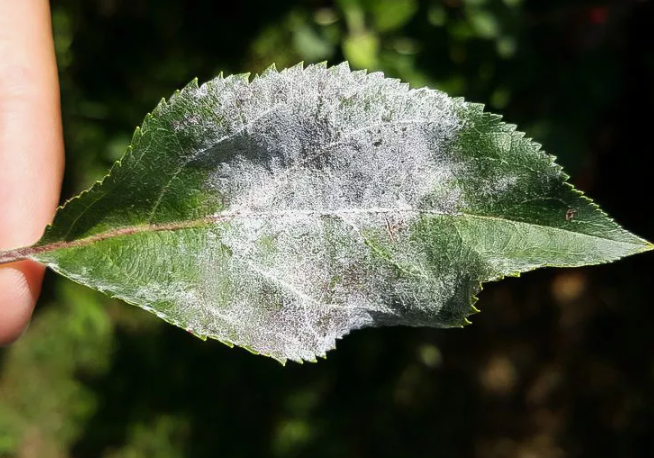 мучнистая роса на яблоне