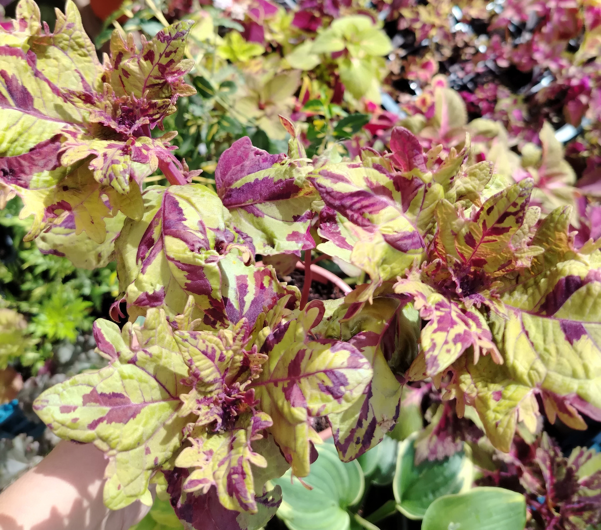 Оттенки колеуса BY - Пэчворк, разменещие на солнце