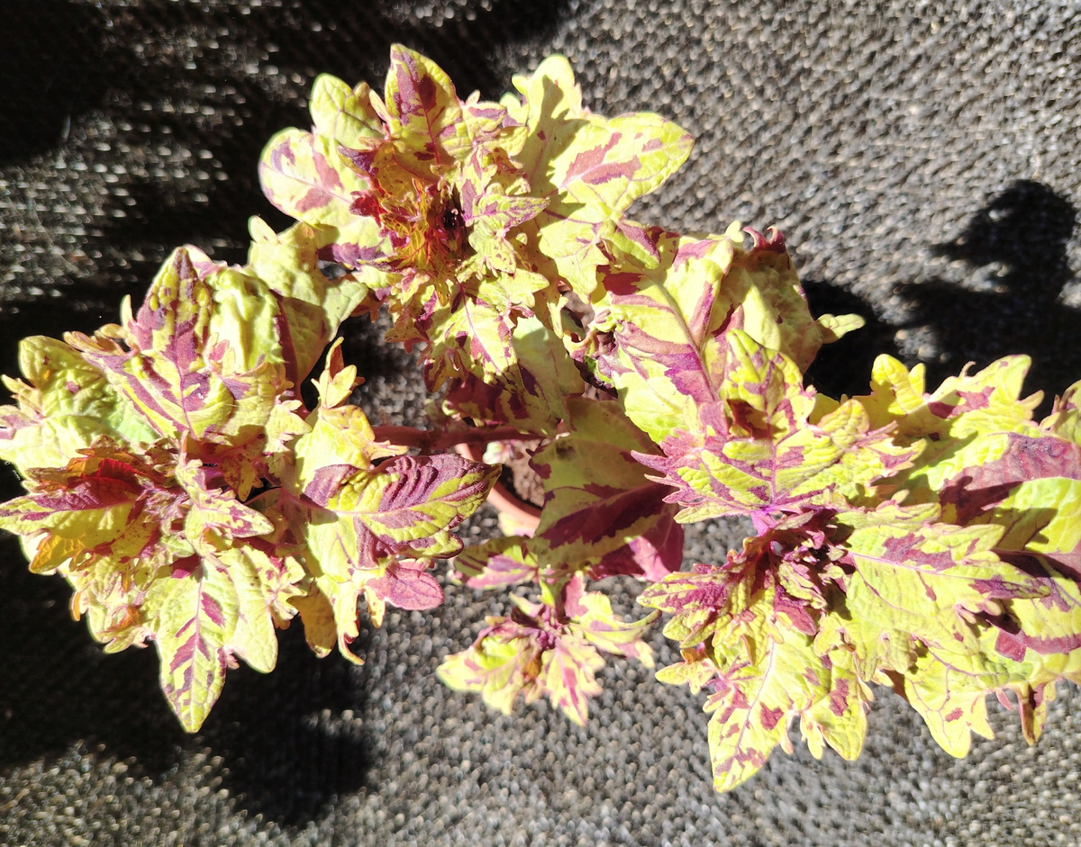 Раскидистая форма колеуса BY - Пэчворк