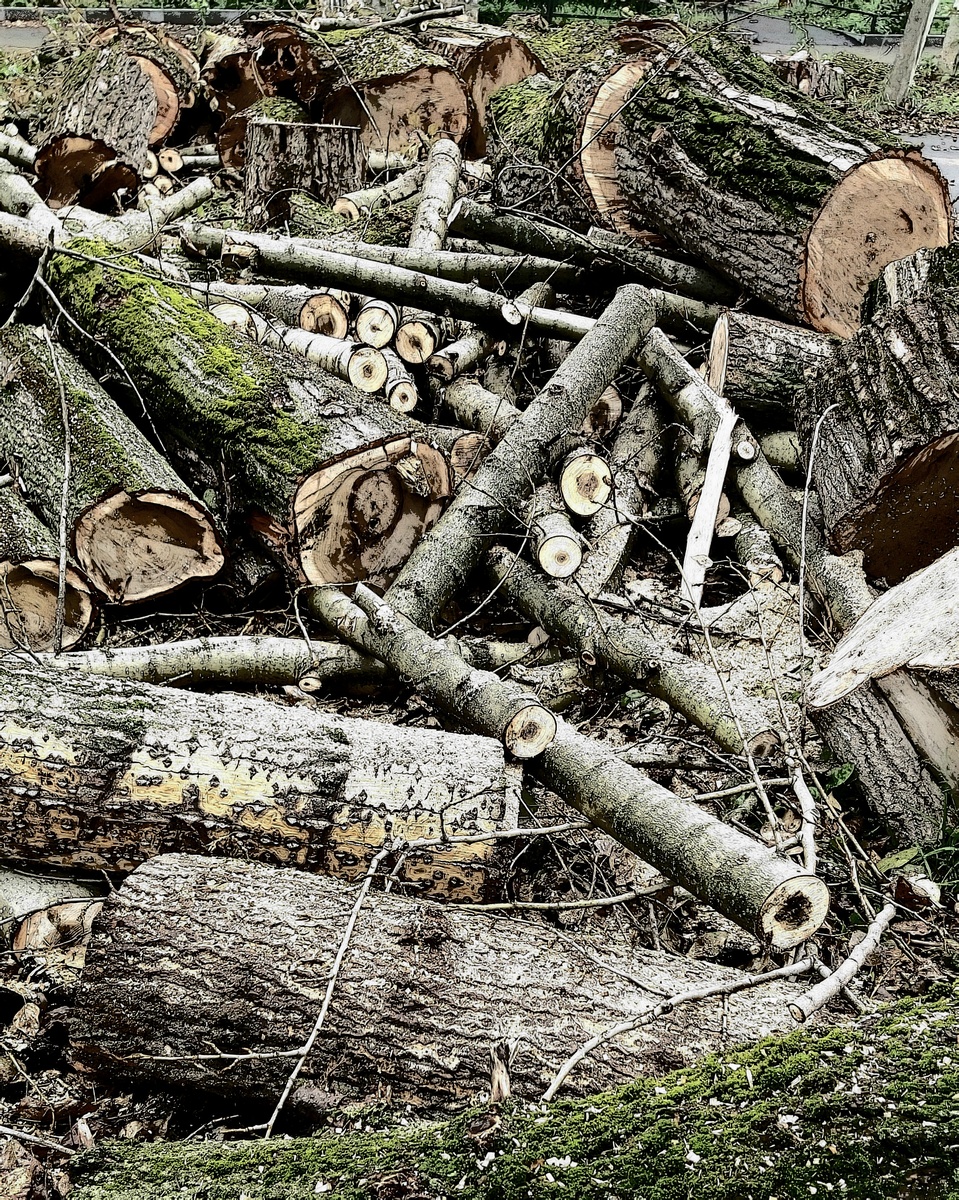 Срубили деревья - вот они прокрастинируют, ждут, когда их утилизируют...