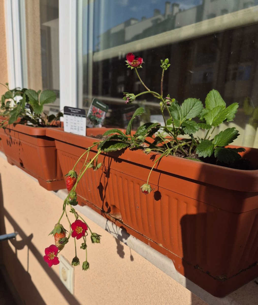 Цветы клубничные до сих пор балкон украшают.