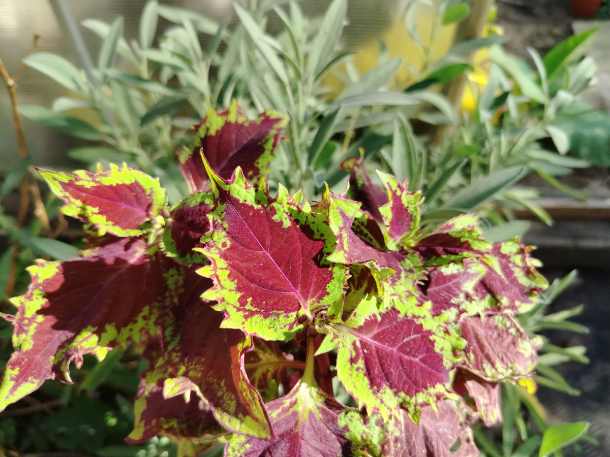 Классическая темная расцветка колеуса BY - Гудди