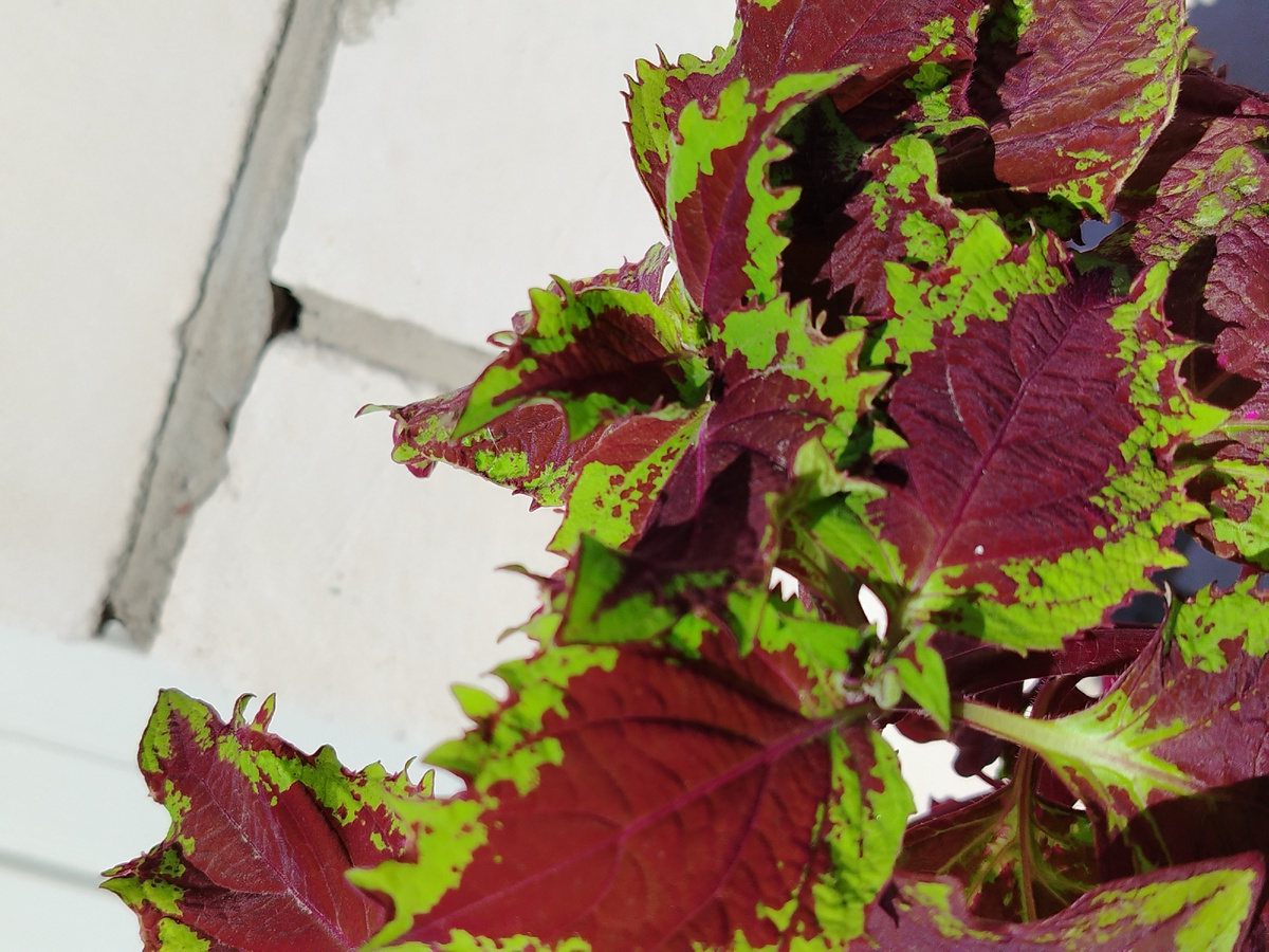 Колеус BY - Гудди в лучах солнца 