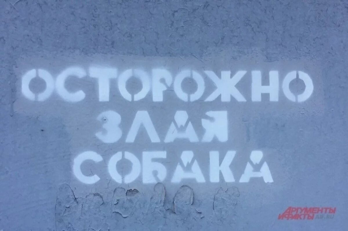    В Прикамье кавказская овчарка загрызла маленькую собаку и покусала женщину