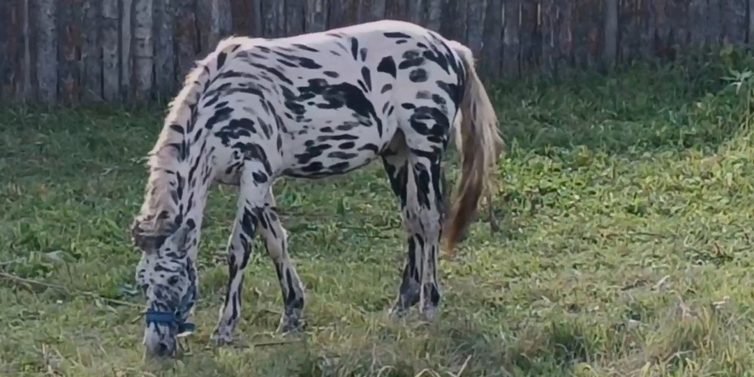 Сибирскую «зебру» заметили на пути к острову Тенга