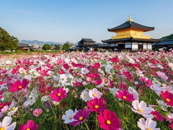    Осенний фестиваль цветов Вера Курилыч