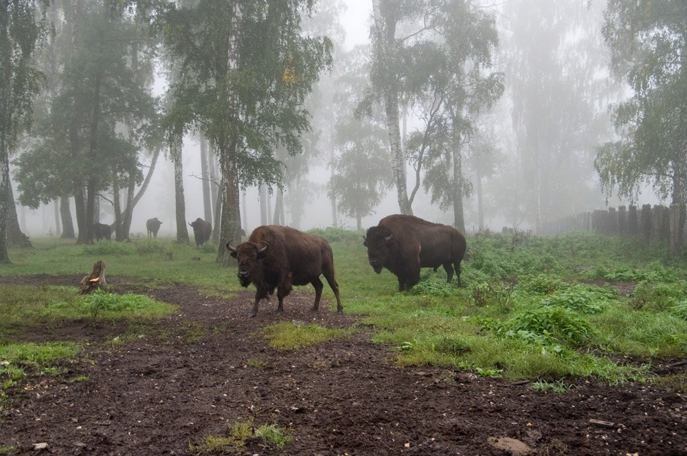    Приокско-Террасный биосферный заповедник с зубрами и бизонами