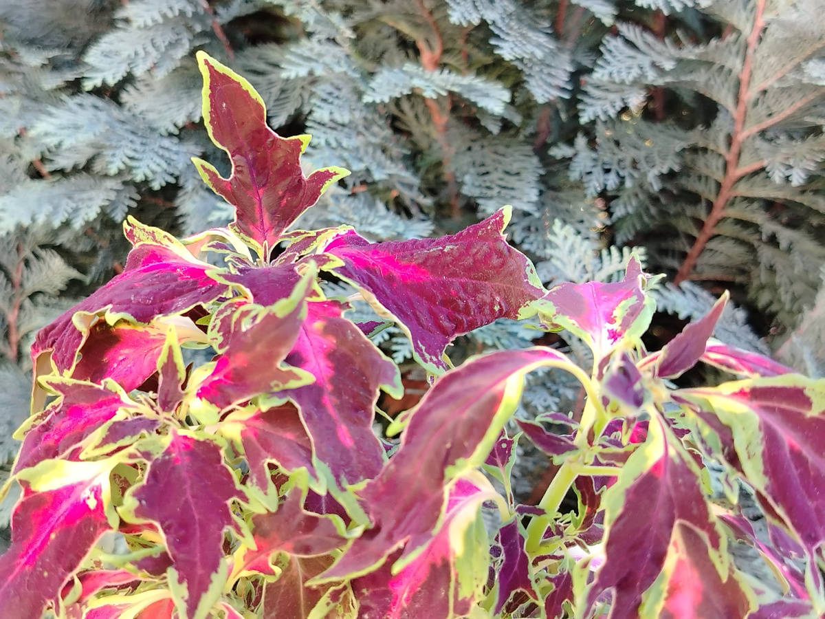 Вишнёвый оттенки колеуса BY - Сериз