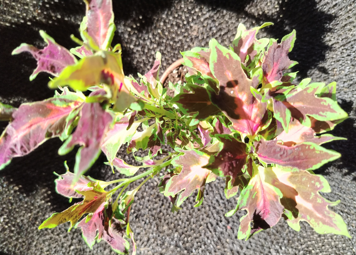 Колеус BY - Сериз в солнечных лучах