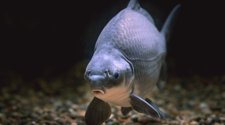 Его часто путают с карасём и карпом: но кто же он самом деле?