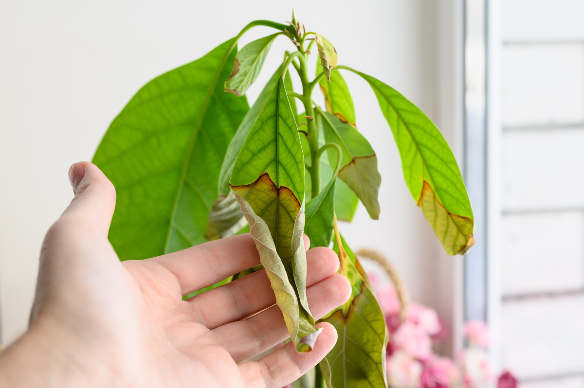 Почему гибнут первые комнатные растения, которые покупают в дом?