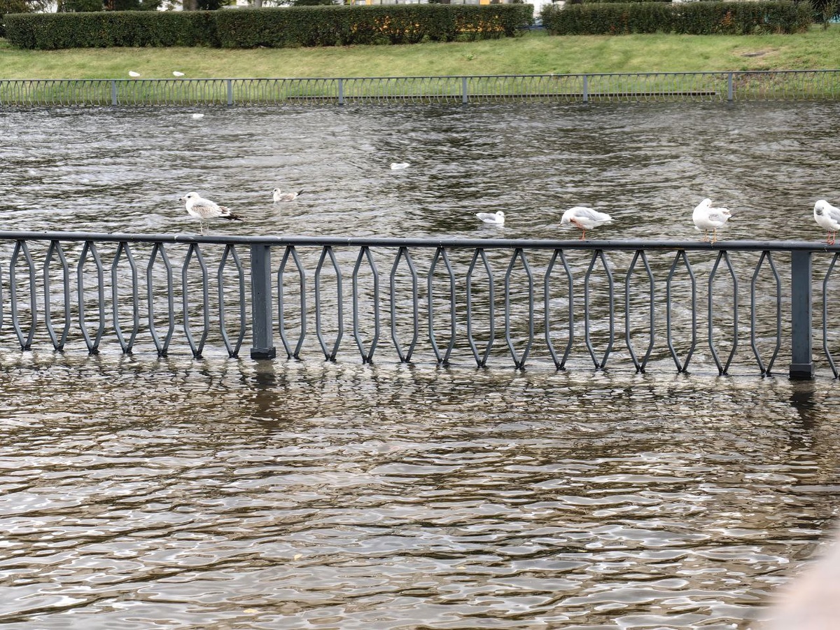 Фото: Вечерний Санкт-Петербург