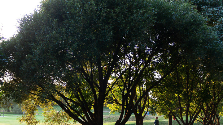 Roman Denisov/Globallookpress