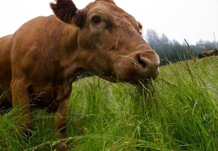 Корова на лугу