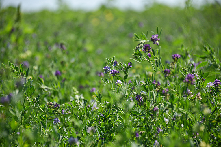 Люцерна посевная