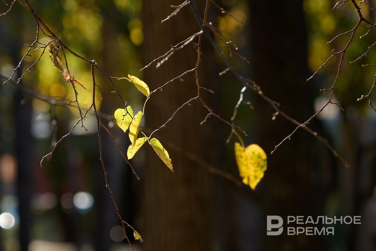   Динар Фатыхов / realnoevremya.ru