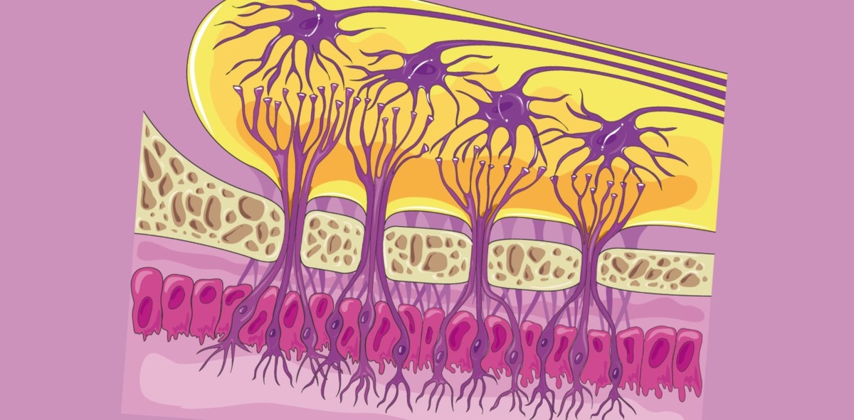 Обонятельная луковица – место первичной обработки информации от обонятельных рецепторов