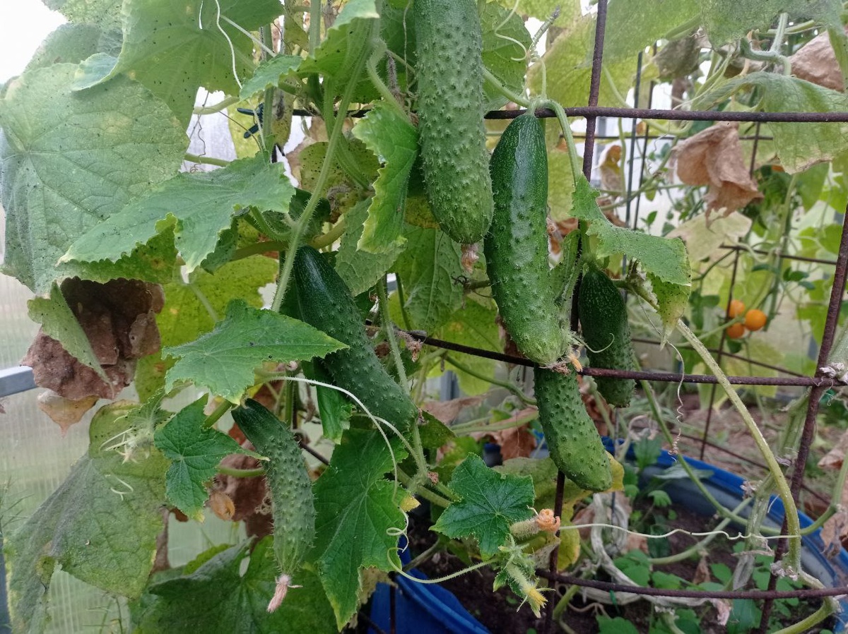 ...а этих оставила пока ещё на пару дней, подрасти... Арлекино, салатный сорт для раннего урожая.