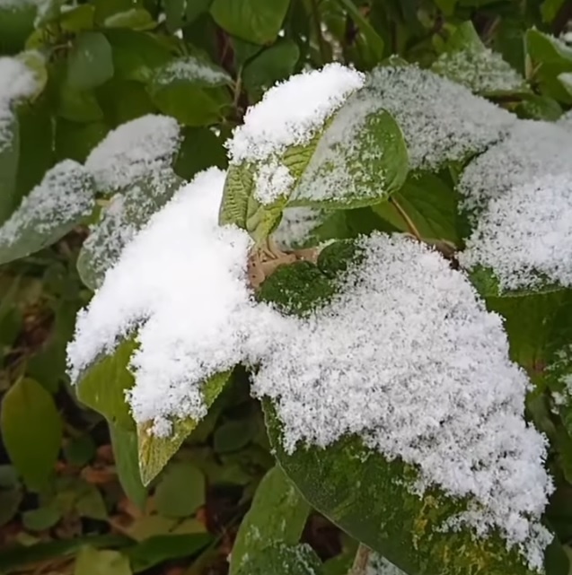 Скриншот с видео