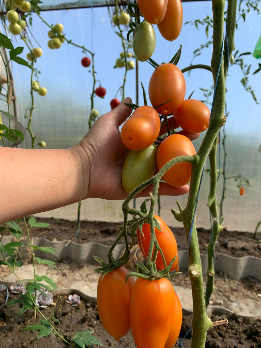 «Банан» жёлтый в моей тепличке. Сажать на следующий год буду, но всего пару-тройку кустиков. Почему - объясню ниже. 