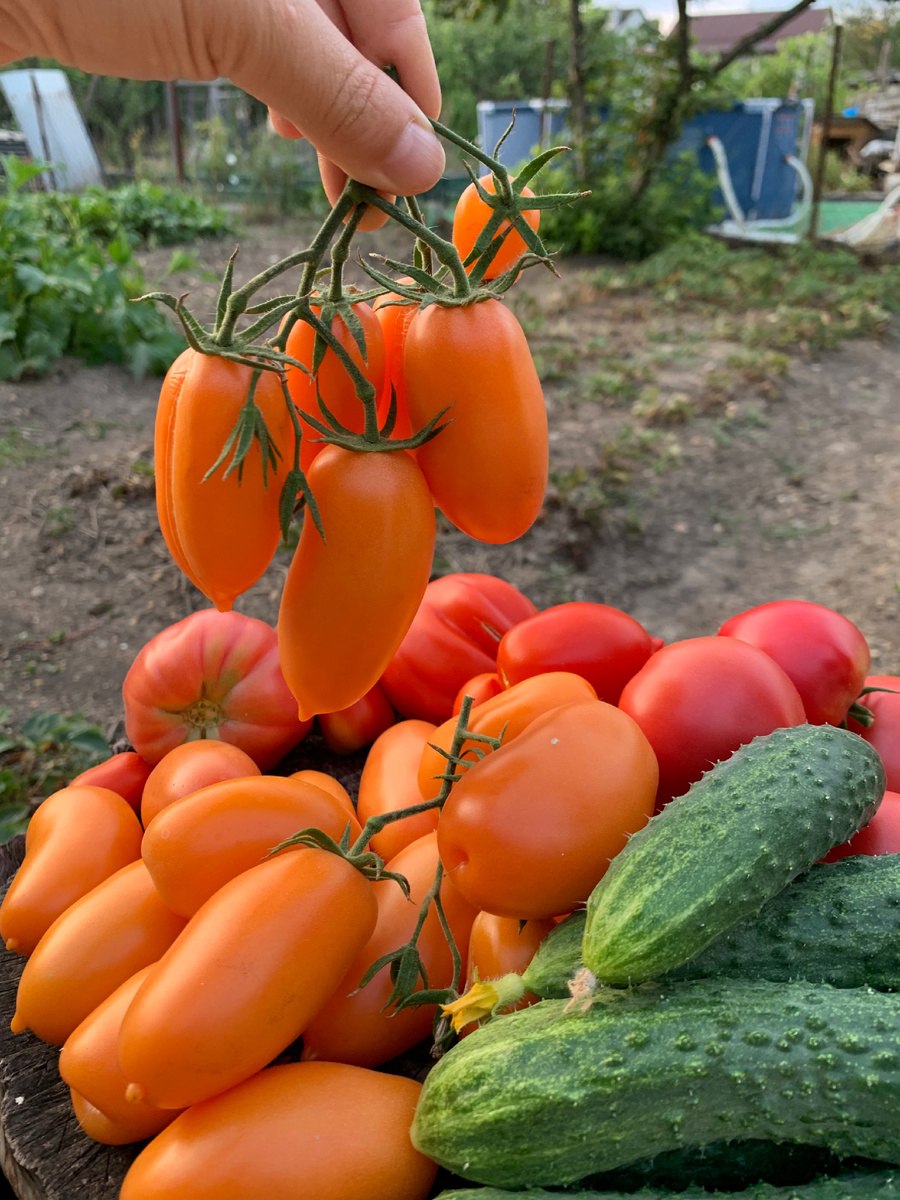 Не самая крупная кисть, конечно, но как смотрятся эти жёлтые, как будто глянцевые томаты 