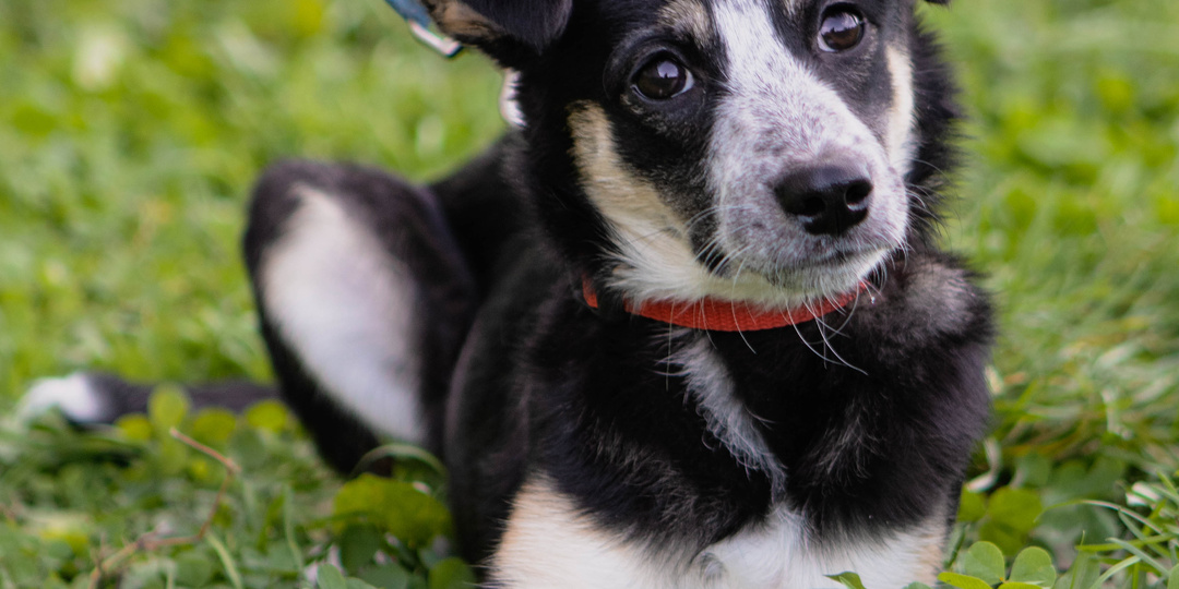 Рождённая на улице, но преданная до слёз...