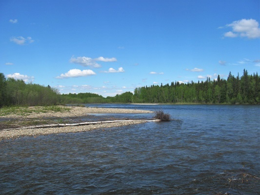 Фотографии Татьяны Немшановой. Река Манья. Западная Сибирь Приполярный Урал Зауралье ХМАО Югра лес северный таёжный.