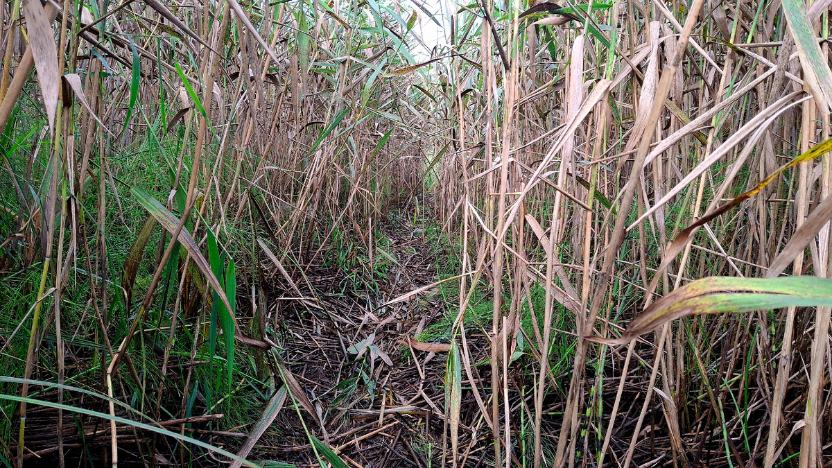 По дороге на Реку Ягорба.