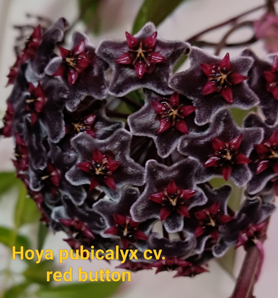 Цветение хойи Пубикаликс ред батон