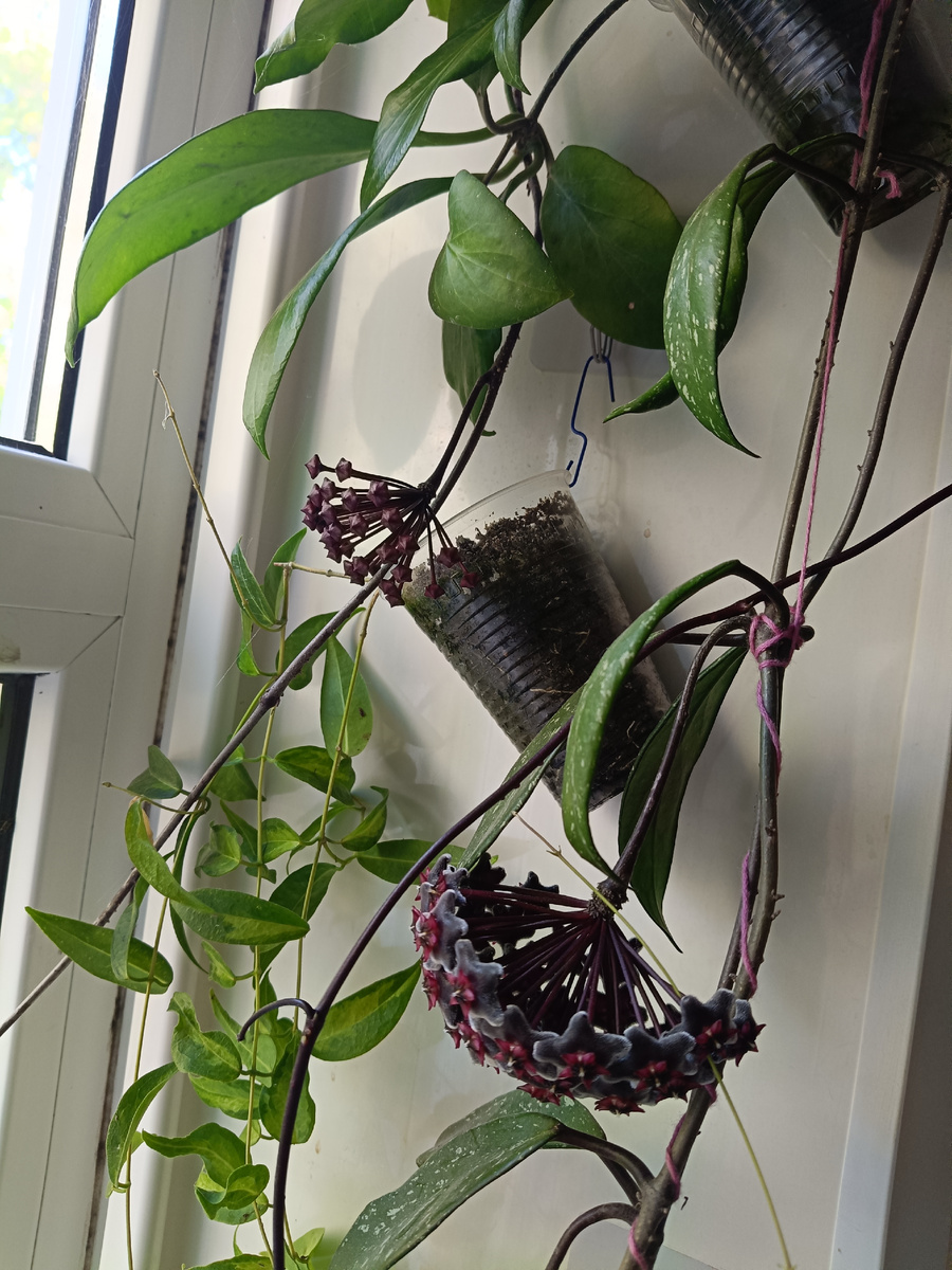 Один зонтик отцветает, открывается другой.