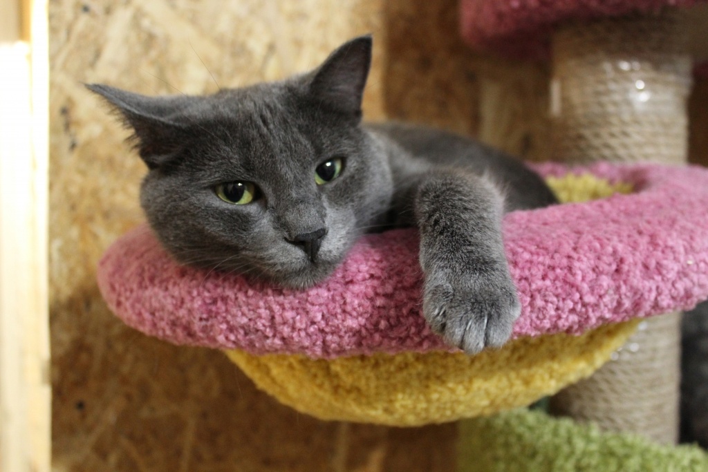    Вартовчанка лишилась 34 тысяч рублей при попытке отправить кошку в Сургут