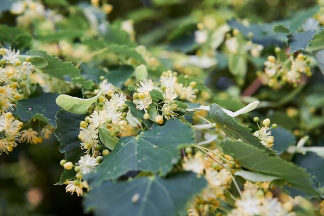    Photo by Rasa Kasparaviciene on Unsplash