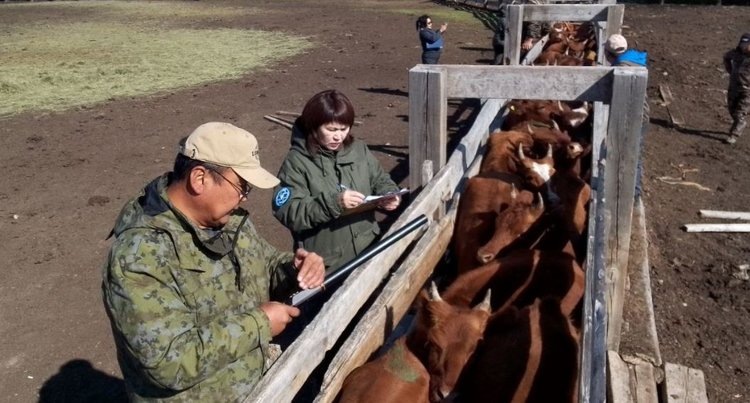    Фото: Минсельхозпрод Республики Бурятия