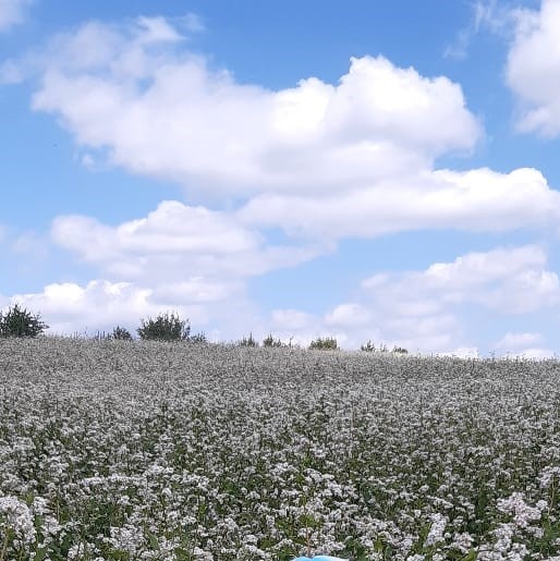 из архивов автора (цветение гречихи)