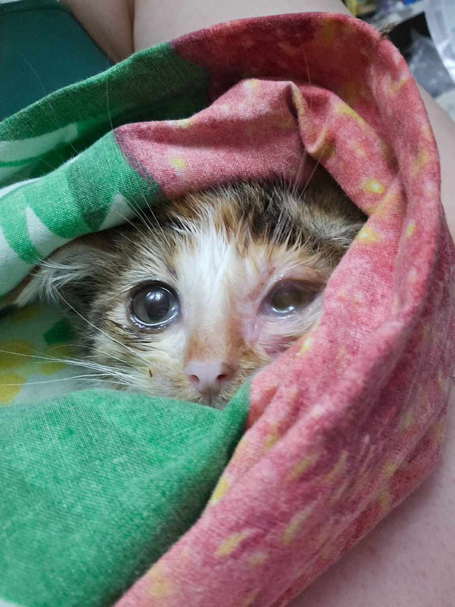 Фото автора. Малышка спасеная с кладбища. Ей 1,5 -2 месяца.