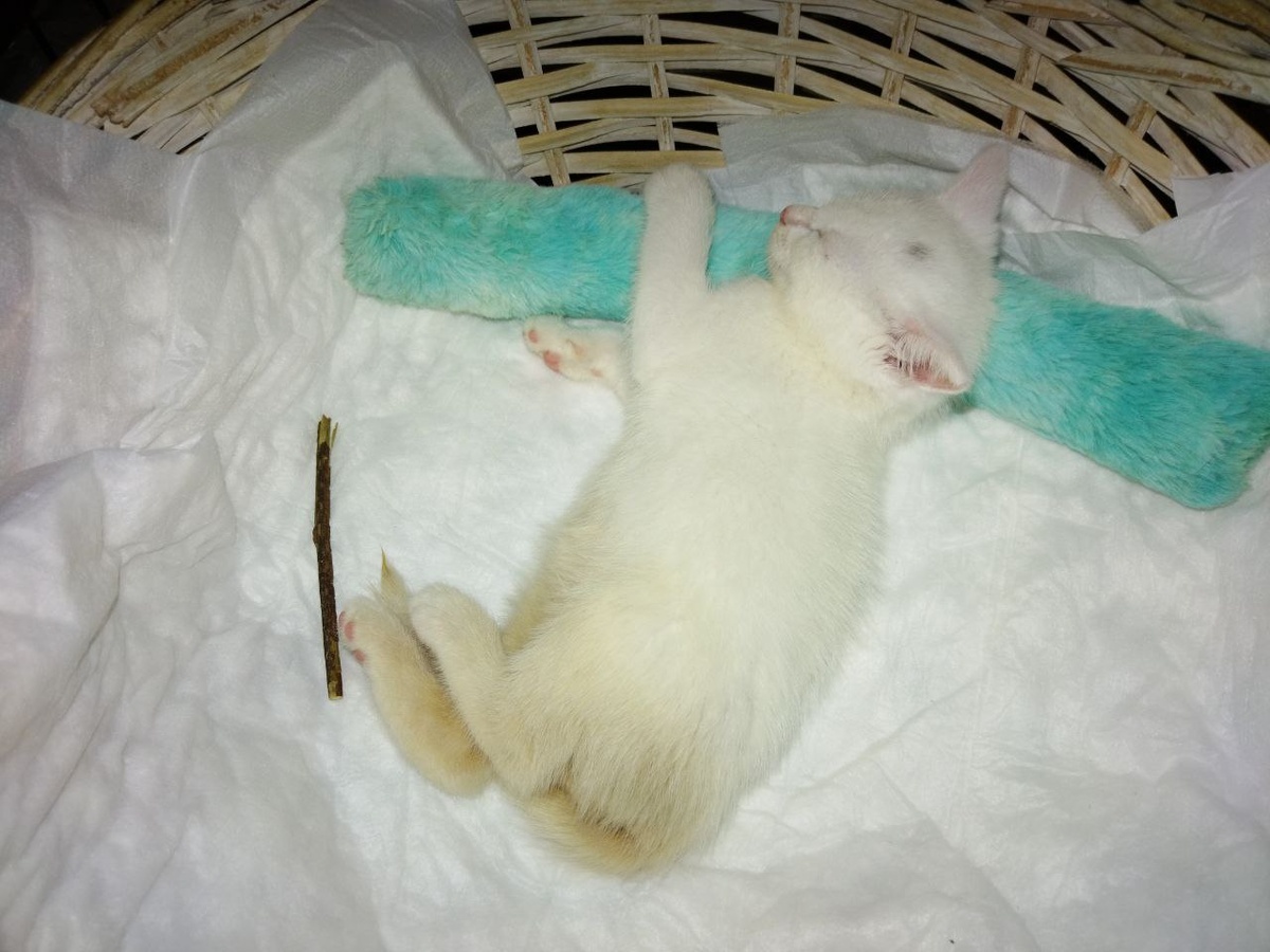 Сладко спим