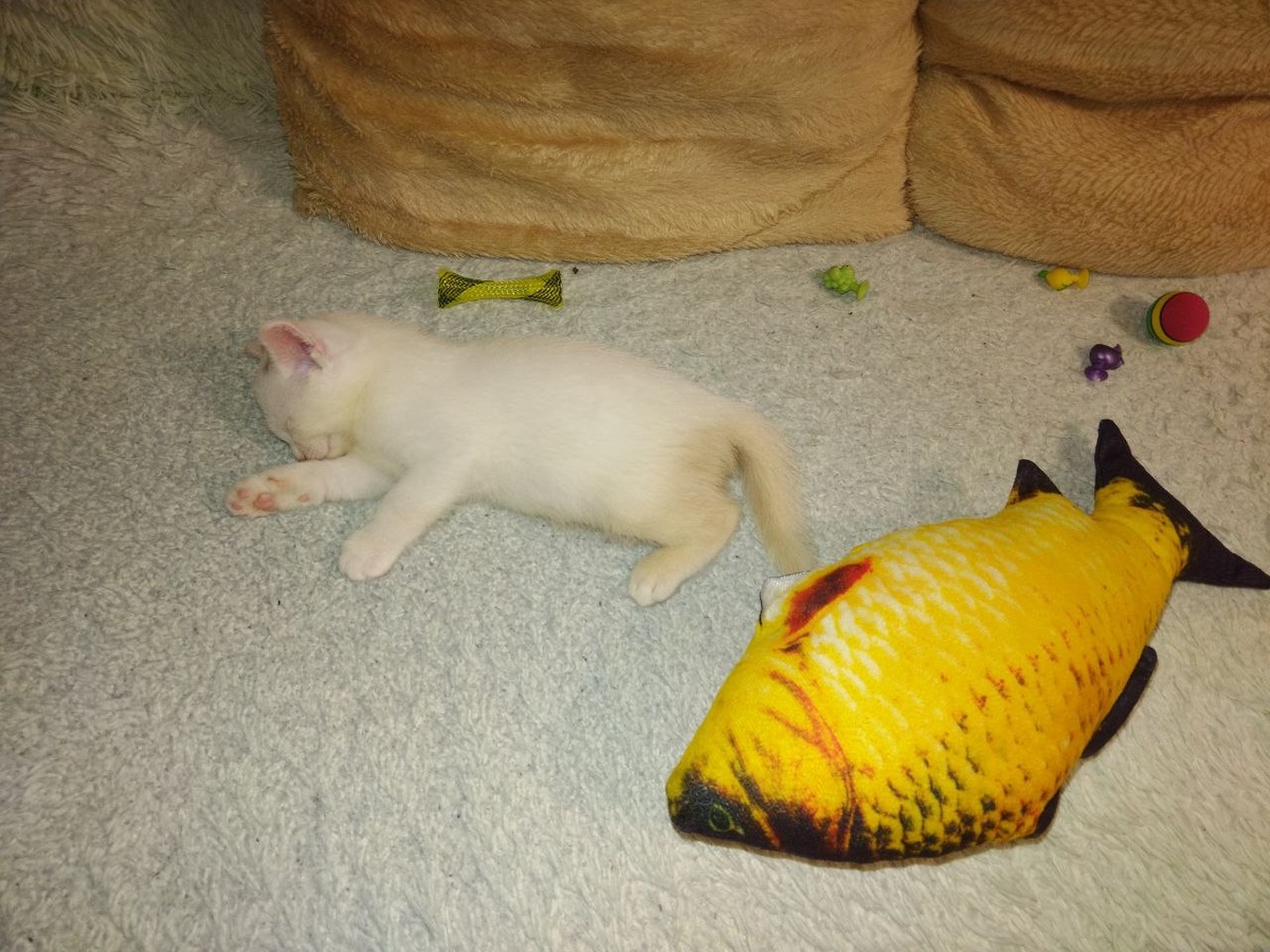 Умка уигрался