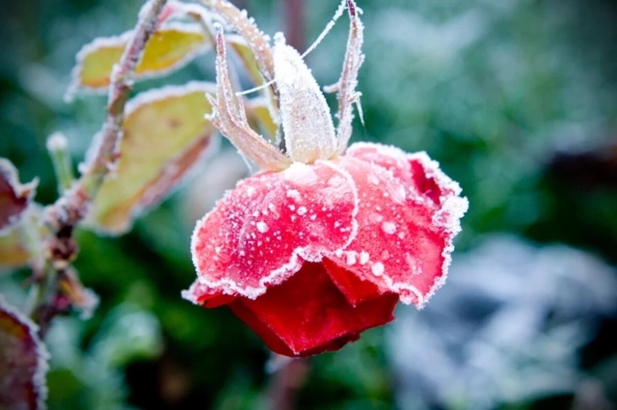    Синоптик Ильин: в Подмосковье на этой неделе вероятны ночные заморозки