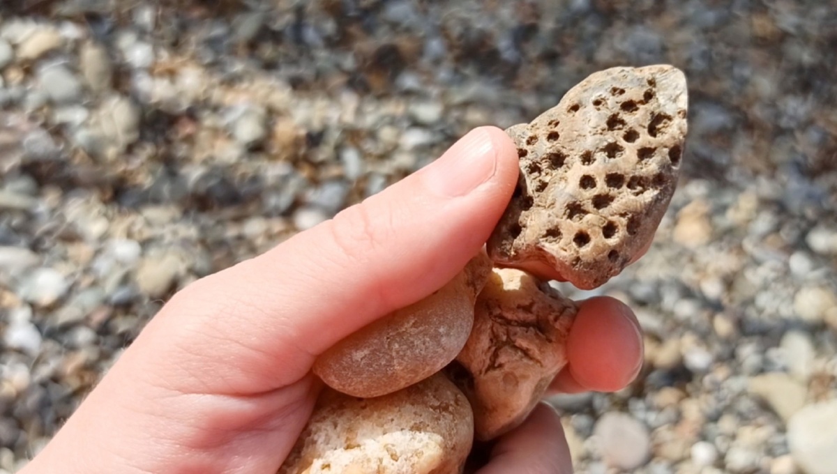 Окаменелый древний колониальный коралл