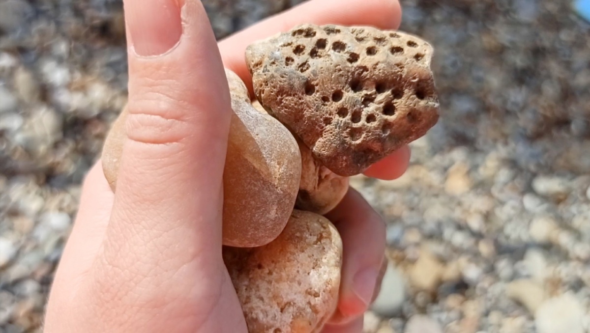 Окаменелый древний колониальный коралл