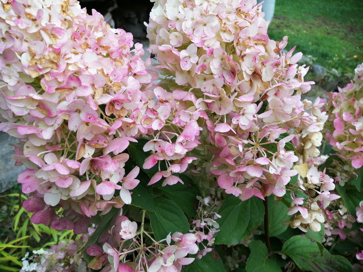 Самарская лидия