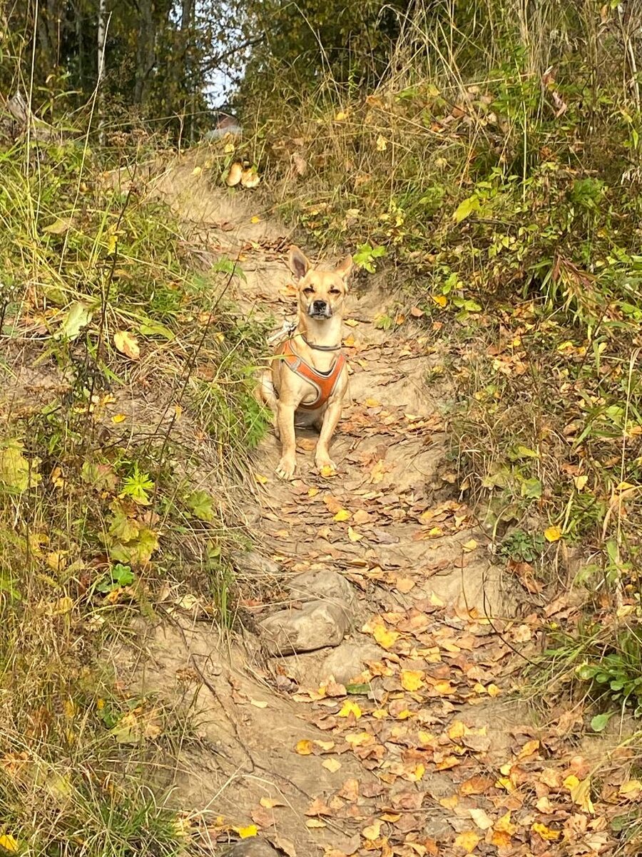 Морда, конечно, не очень довольная. Зато, нам спокойно!