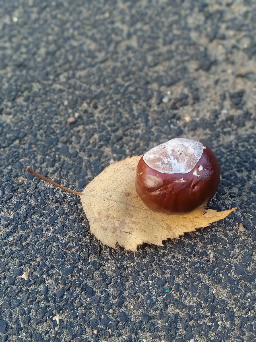 Каштан и берёзовый лист. Фото автора.
