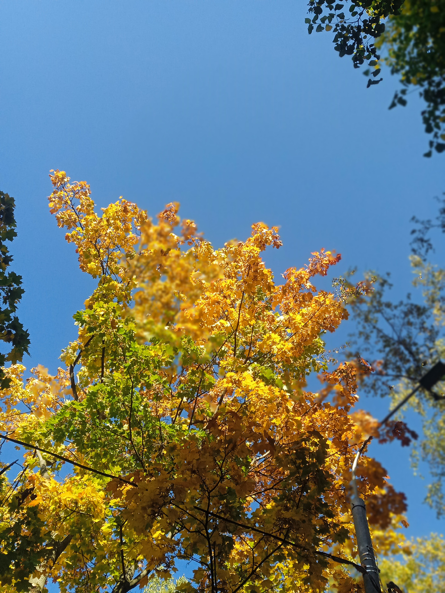Яркая листва и небо. Фото автора.