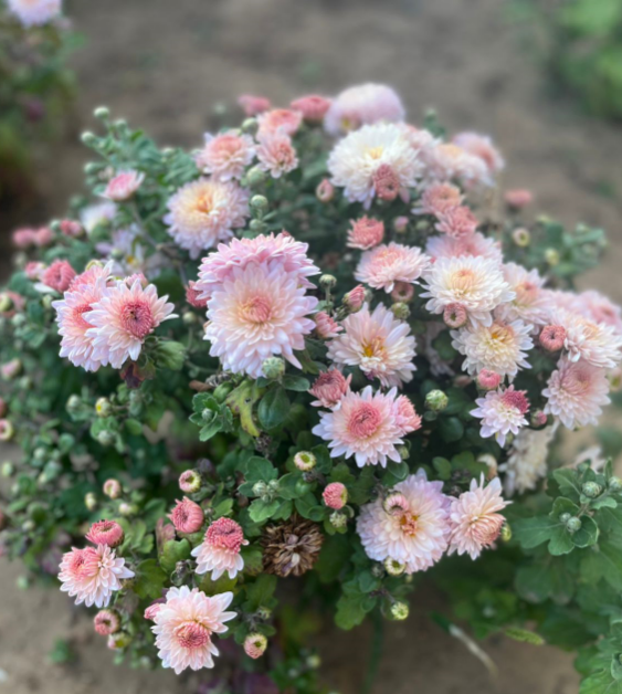 Фото с клумбы, сейчас сезон цветения 