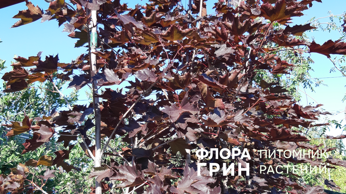 идеальный растения для посадки осенью