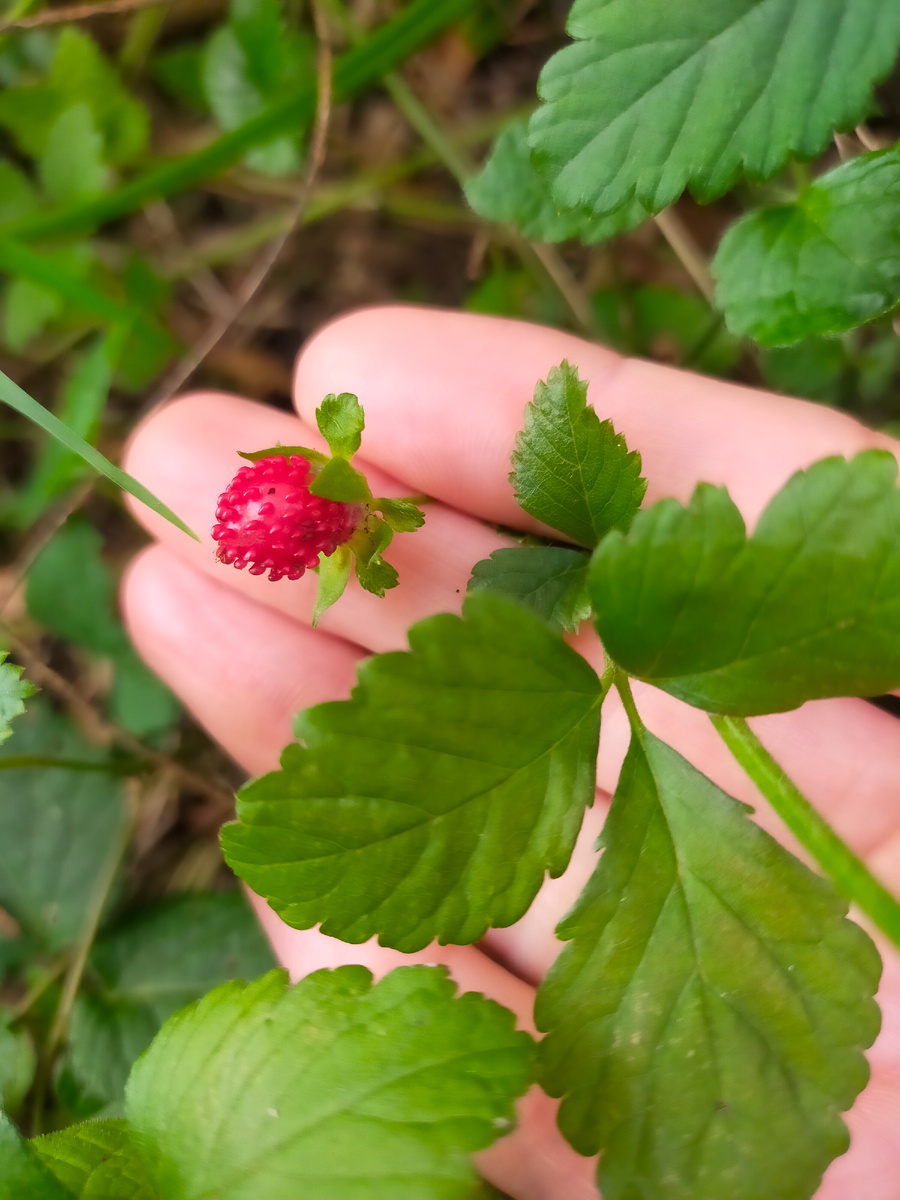 Лесная земляника 